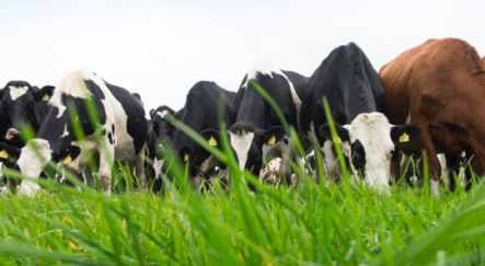 image ofcows eating grass in a field