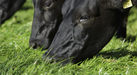 image of cows eating grass on a sunny day