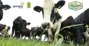 an image of glanbia ireland, truly grass fed and animal welfare approved logos